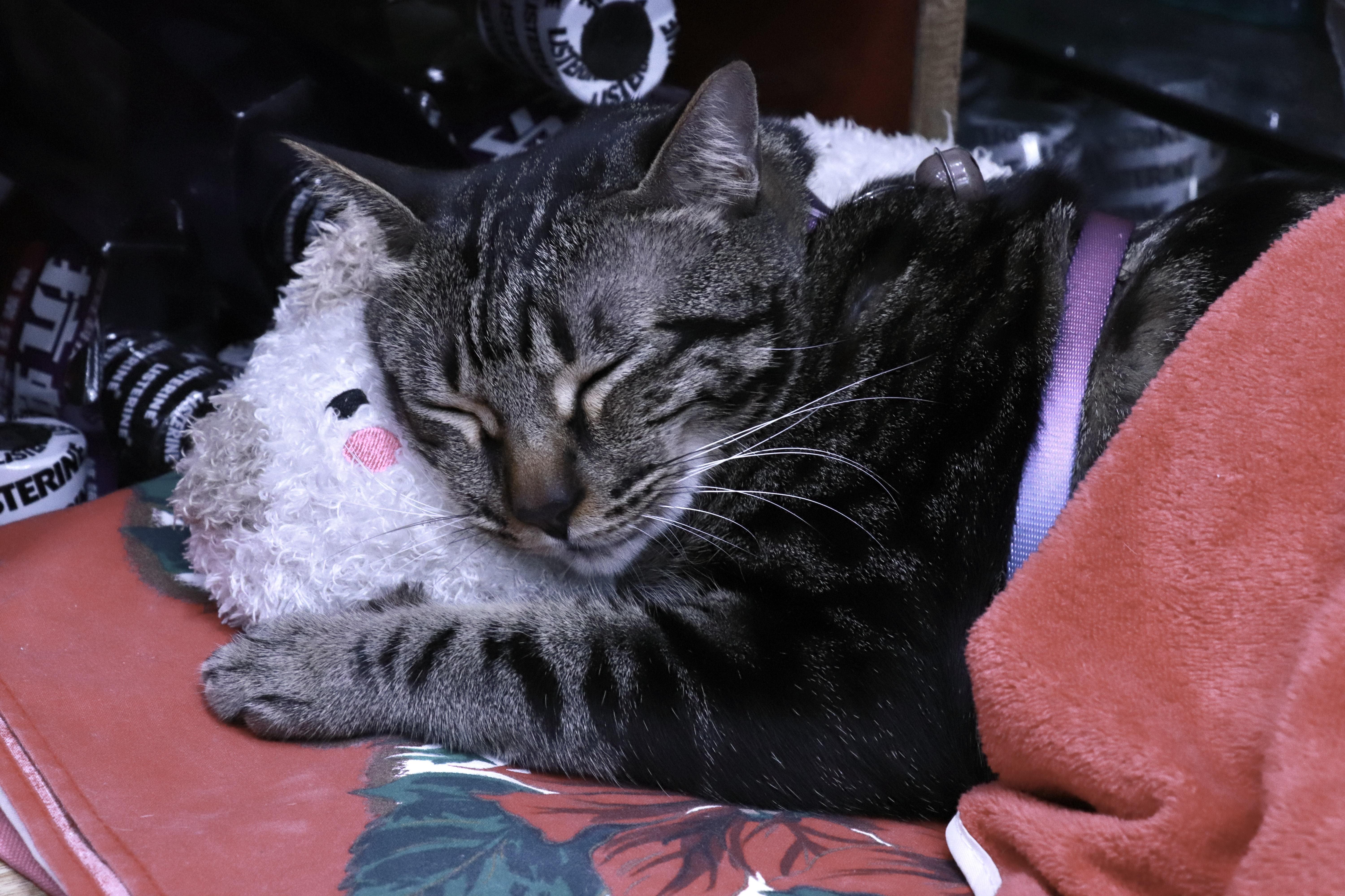 Famous cat in Hong Kong